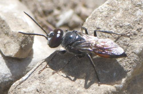 Réf. 260 560 : Astata sp.